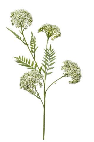 Achillea spray cream 60cm