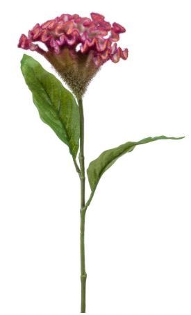 Celosia spray pink 62cm