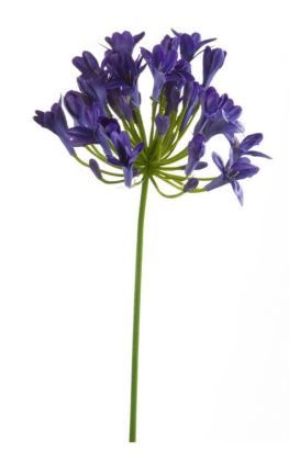 Agapanthus spray blue 75cm