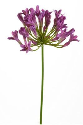 Agapanthus spray lt purple 75cm