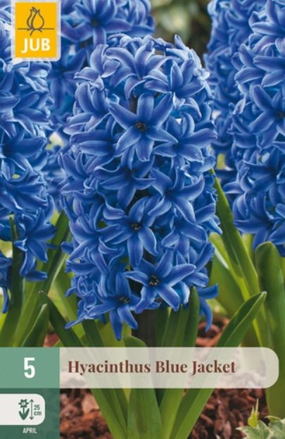 X 5 HYACINTHUS BLUE JACKET 15/16