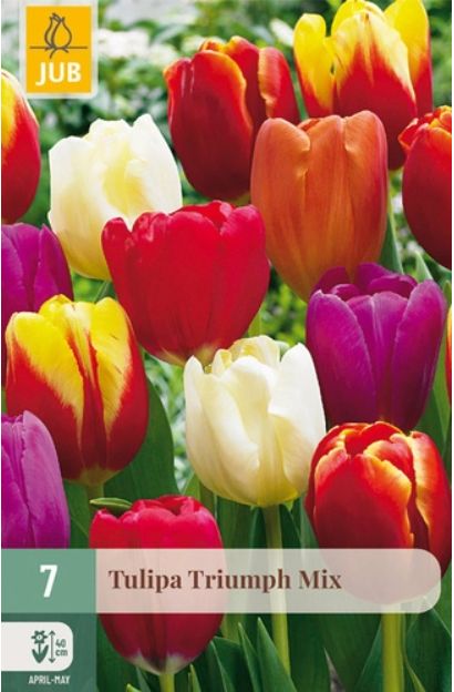 X 7 TULIPA TRIUMPH MIX 11/12