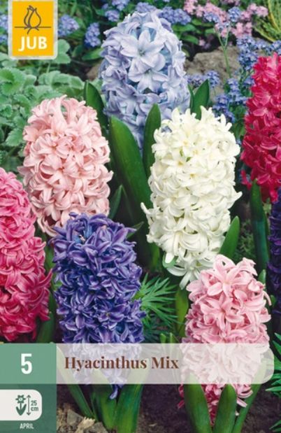X 5 HYACINTHUS MIX 15/16