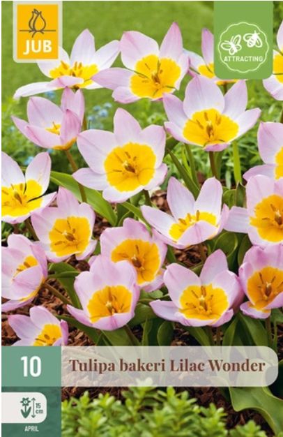 X 10 TULIPA BAKERI LILAC WONDER 6/+