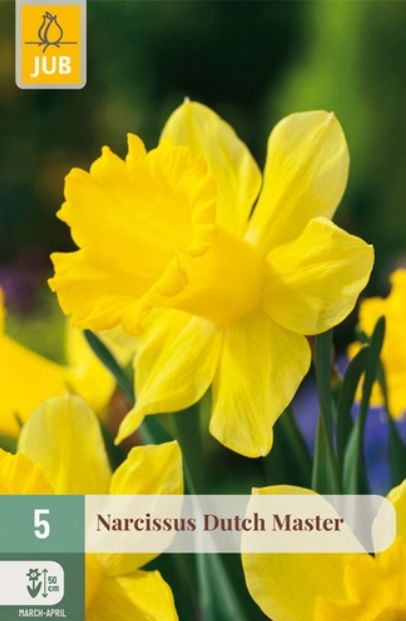 X 5 NARCISSUS DUTCH MASTER 12/14