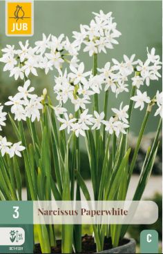 X 3 POTNARCIS PAPERWHITE 15/16