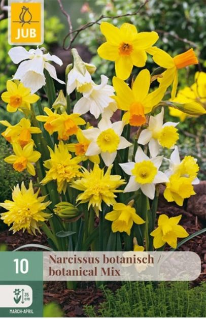 X 10 NARCISSUS BOTANISCH MIX 10/12