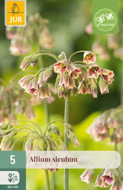 X 5 ALLIUM SICULUM 10/12