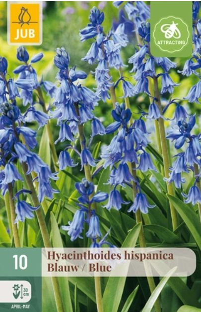 X 10 HYACINTHOIDES HISPANICA BLAUW 8/10