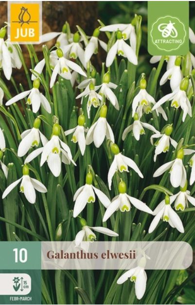 X 10 GALANTHUS ELWESII 5/6