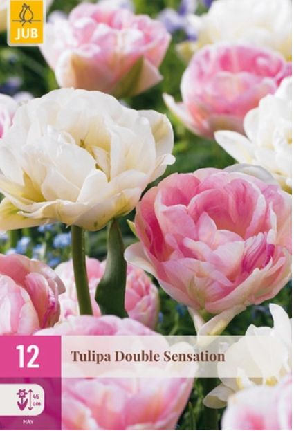 X 12 TULIPA DOUBLE SENSATION 11/12