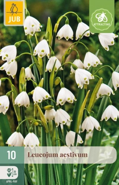 X 10 LEUCOJUM AESTIVUM 8/9