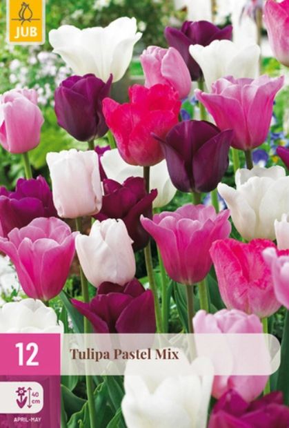 X 12 TULIPA PASTEL MIX 11/12