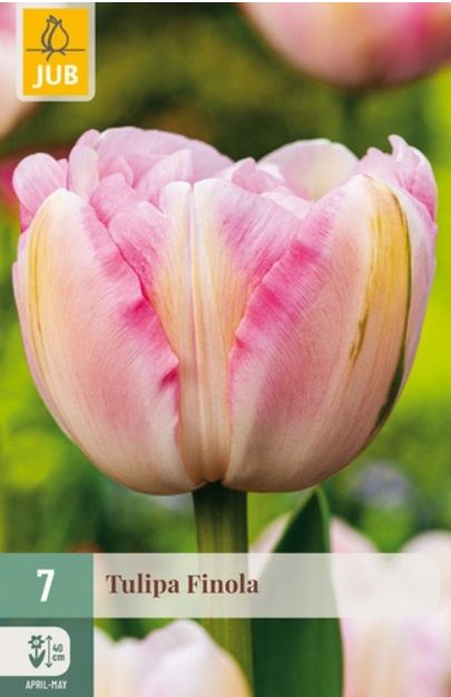 X 7 TULIPA FINOLA 11/12