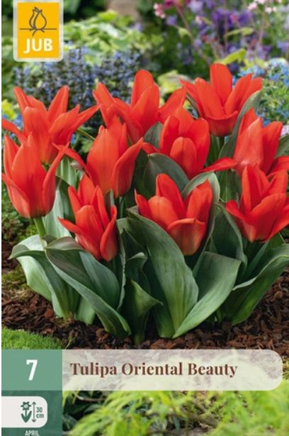 X 7 TULIPA ORIENTAL BEAUTY 11/12