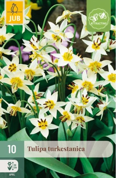 X 10 TULIPA TURKESTANICA 6/7
