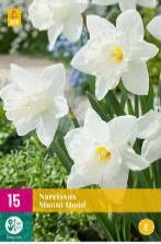 X 5 NARCISSUS MOUNT HOOD 12/14