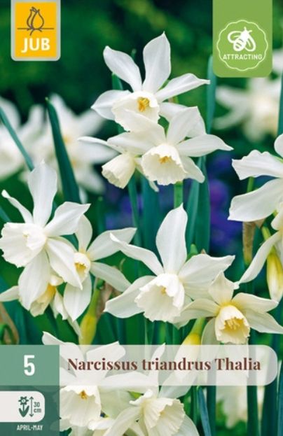 X 5 NARCISSUS TRIANDRUS THALIA 10/12