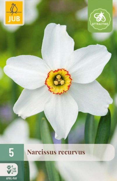 X 5 NARCISSUS RECURVUS 12/14
