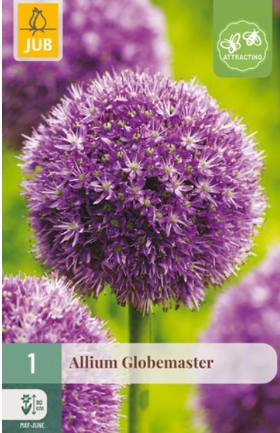 X 1 ALLIUM GLOBEMASTER 18/20