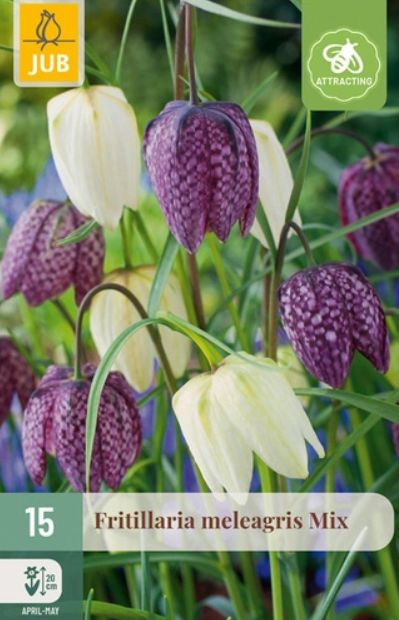 X 15 FRITILLARIA MELEAGRIS MIX 6/7