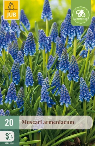 X 20 MUSCARI ARMENIACUM 8/9