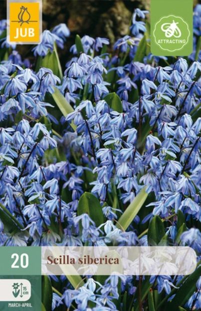X 20 SCILLA SIBERICA 7/8