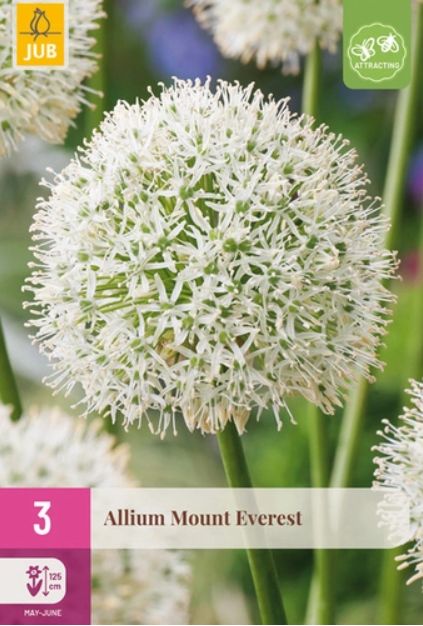 X   3 ALLIUM MOUNT EVEREST 16/18