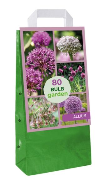 X  80 BULB GARDEN ALLIUM I