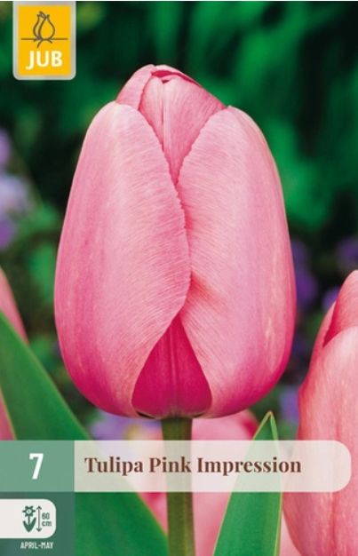 X 7 TULIPA PINK IMPRESSION 11/12