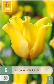 X 5 TULIPA YELLOW CROWN 11/12