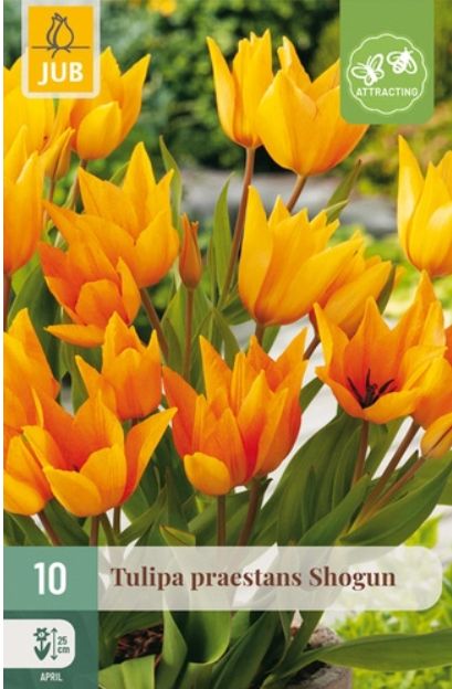 X 10 TULIPA PRAESTANS SHOGUN 8/9