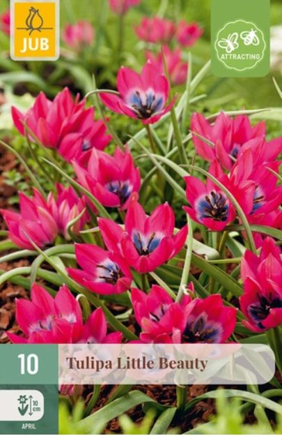 X 10 TULIPA LITTLE BEAUTY 6/+
