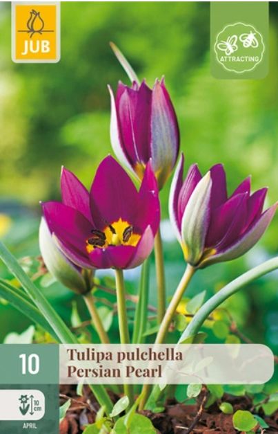 X 10 TULIPA PULCH. PERSIAN PEARL 6/+