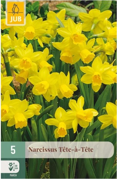 X 5 NARCISSUS TETE-A-TETE 11/12