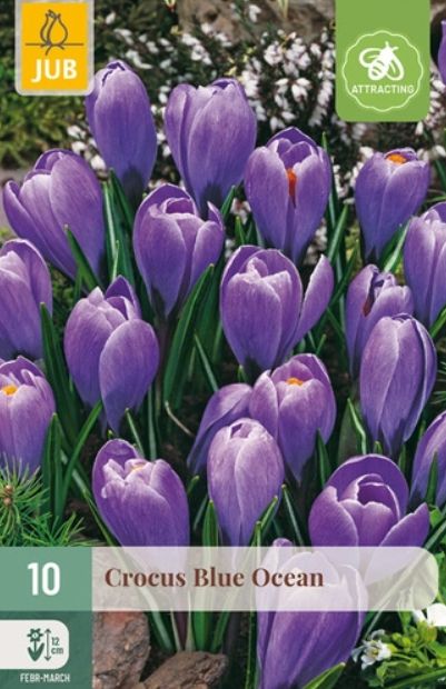 X 10 CROCUS BLUE OCEAN 8/9