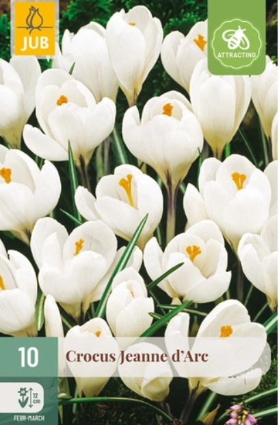 X 10 CROCUS JEANNE DARC 8/9