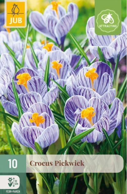 X 10 CROCUS PICKWICK 8/9
