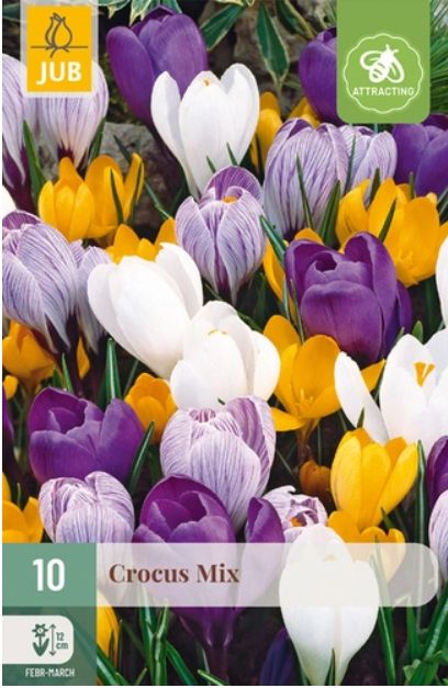 X 10 CROCUS GROOTBLOEMIG MIX 8/9