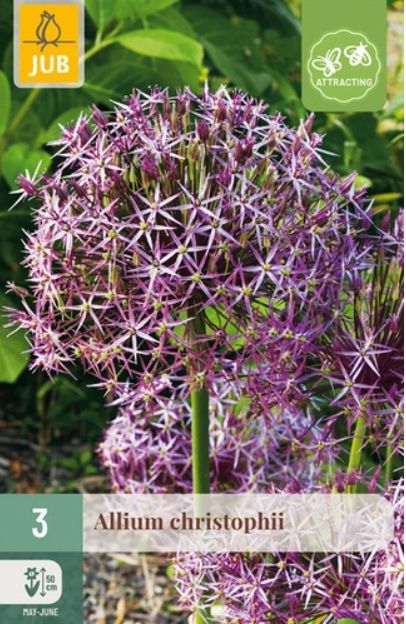 X 3 ALLIUM CHRISTOPHII 12/14