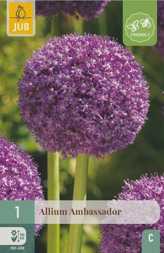 X 1 ALLIUM AMBASSADOR 18/20