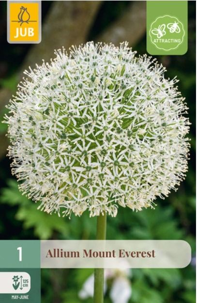 X 1 ALLIUM MOUNT EVEREST 20/+