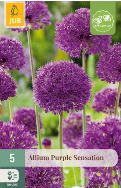 X 5 ALLIUM PURPLE SENSATION 12/14