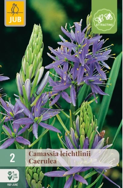 X 2 CAMASSIA LEICHTLINII CAERULEA 14/+