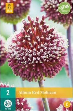 X 2 ALLIUM RED MOHICAN 10/+
