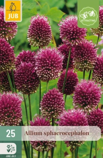 X 25 ALLIUM SPHAEROCEPHALON 5/6