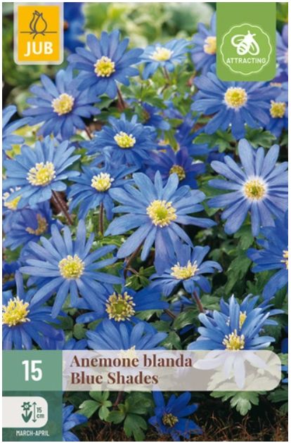 X 15 ANEMONE BLANDA BLUE SHADES 5/+