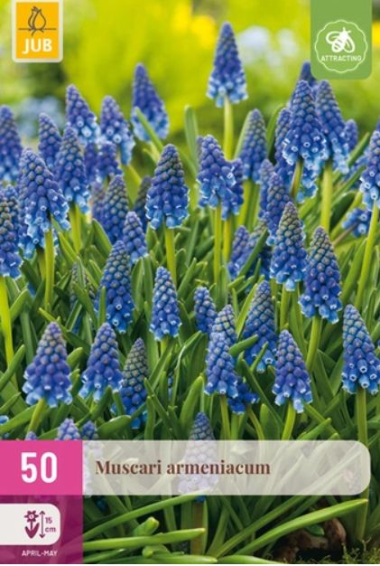 X 50 MUSCARI ARMENIACUM 8/9