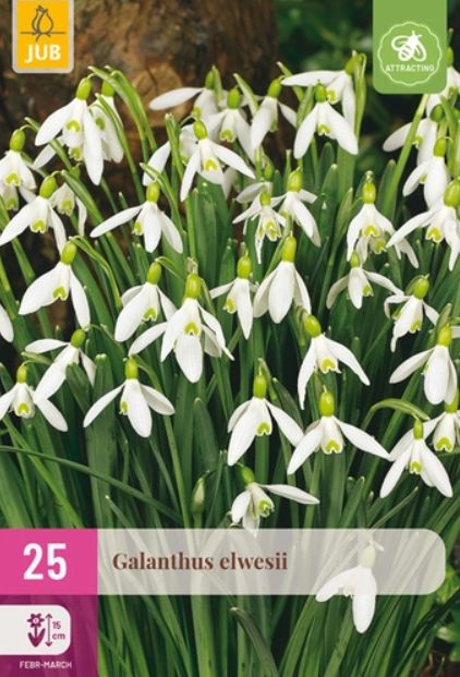 X 25 GALANTHUS ELWESII 5/6