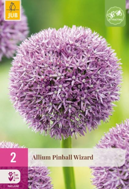 X   2 ALLIUM PINBALL WIZARD 18/20